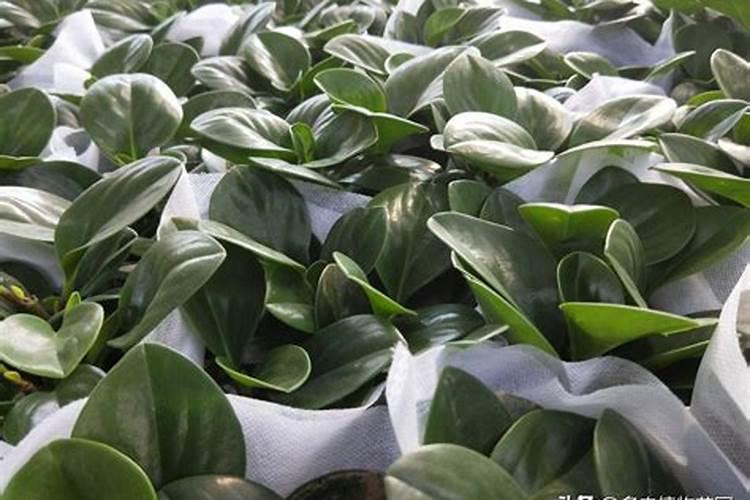 观叶植物用什么肥最好 如何施肥让叶子更油亮