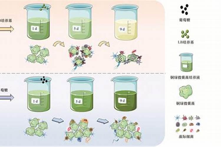 冬天虾池用什么肥,可以肥水