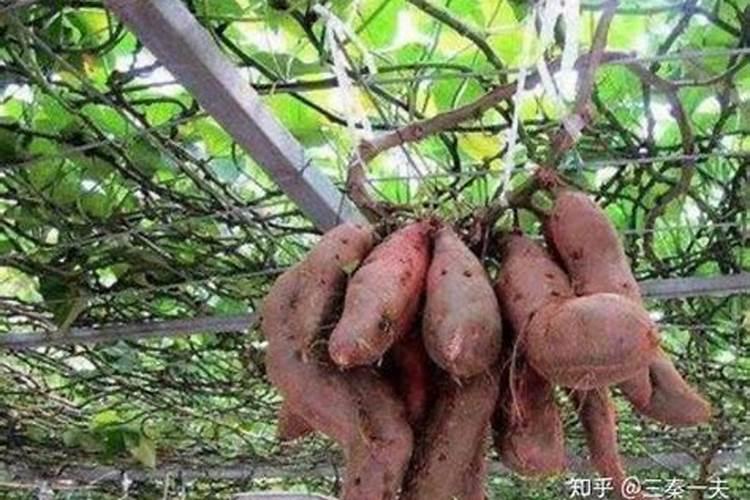 红薯如何施肥？应注意哪些？