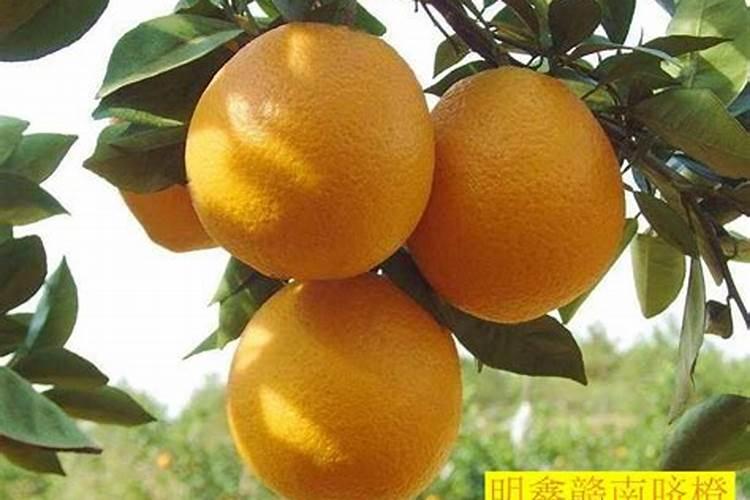 脐橙养殖需要注意什么