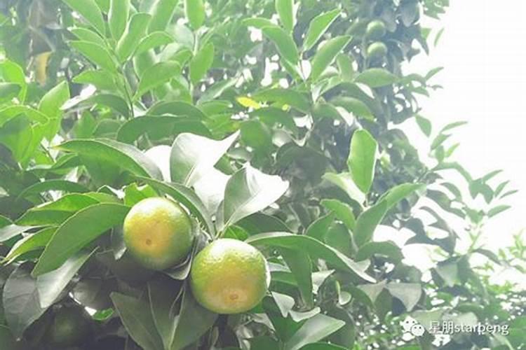 柑橘幼果期施什么肥料