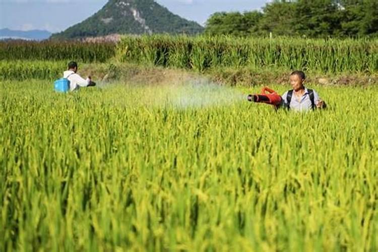 草莓增加硬度的方法是补充钙肥,有几种方法可以有效补充钙肥？