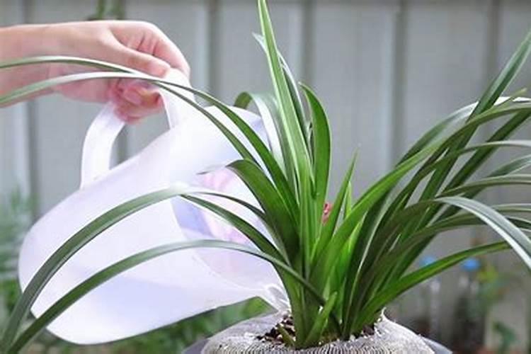 兰花什么时候施氮磷钾？