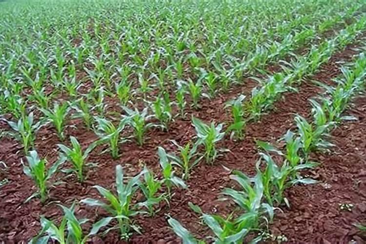 谷子种植100亩利润和成本