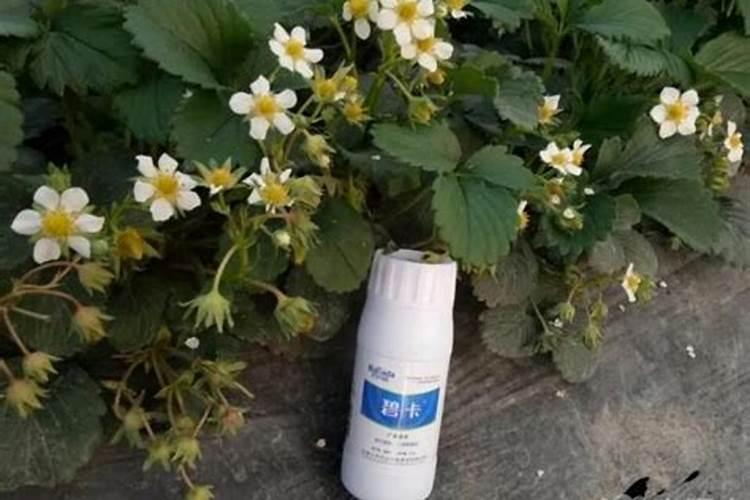 草莓果期为啥要用高钾肥？原因是什么呢？