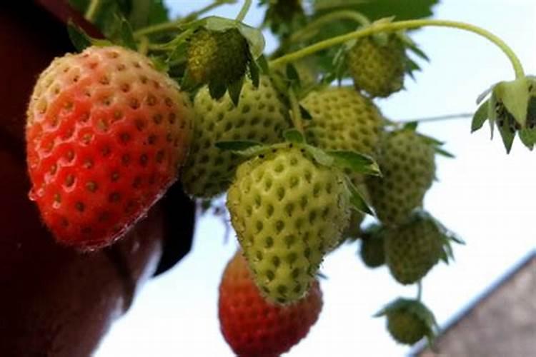 草莓开花结果期间如何浇水施肥