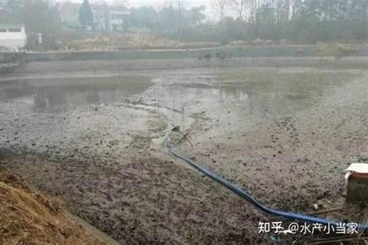 夏季养鱼该如何调节水质？
