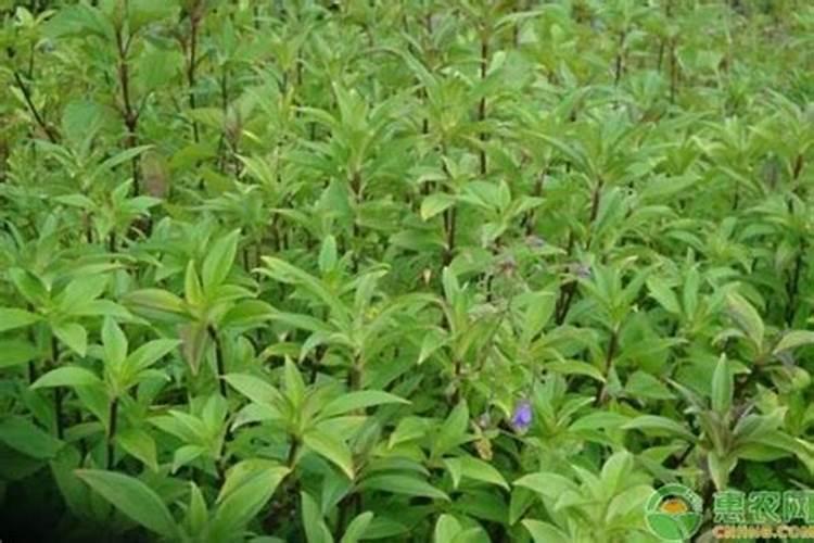 养龙胆花的养殖方法