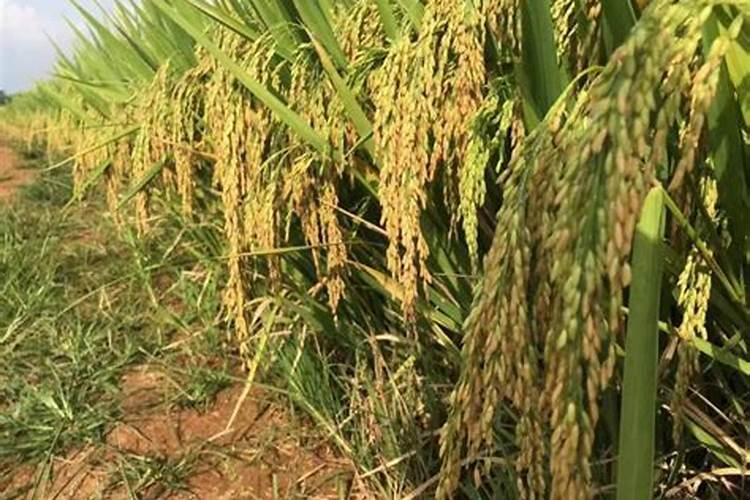 怎么种植水稻产量高 什么时候施钾肥效果好