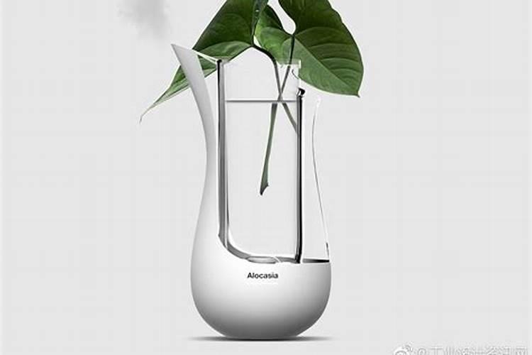 家里的绿萝老是养不好,绿萝的种植技巧有哪些？