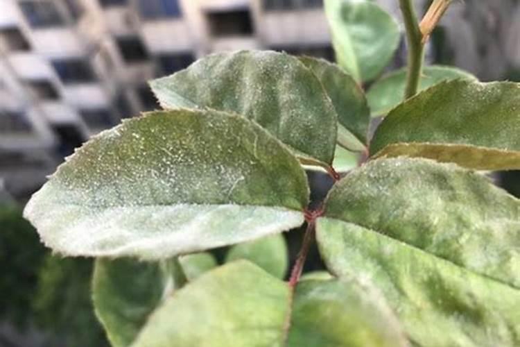 月季花上有白粉虱怎么办