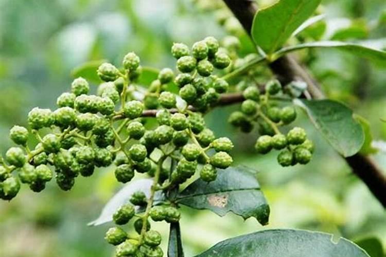 花椒树施肥方法