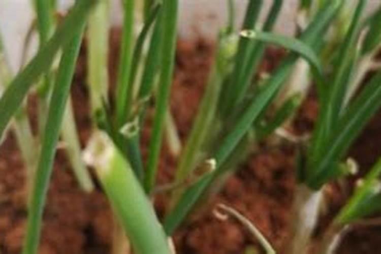 种植大葱时施什么肥料最好？大葱什么阶段开始施肥？