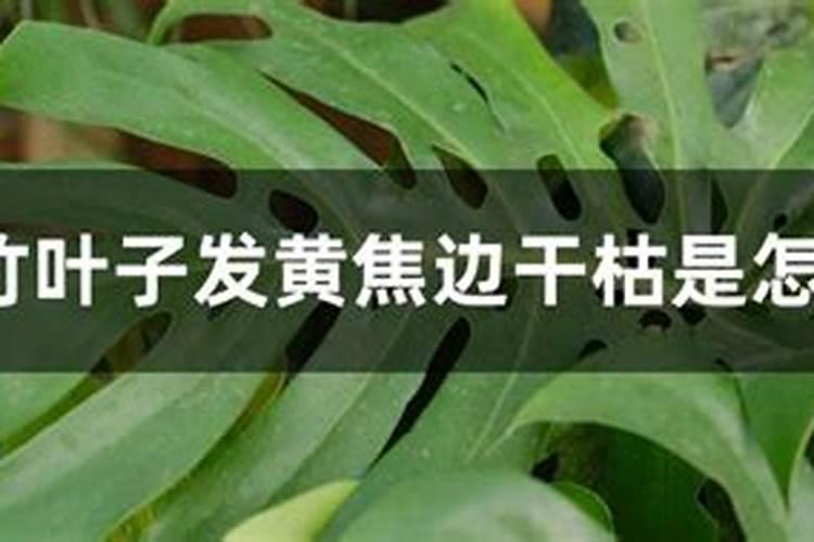 龟背竹用什么肥料好龟背竹怎么施肥
