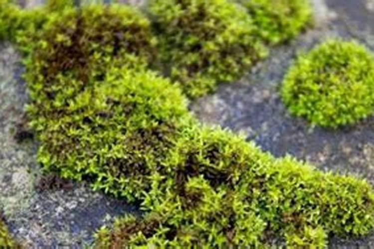 秧田青苔用石灰可以杀死吗？