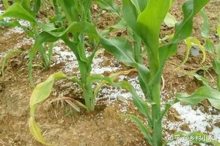 玉米用尿素好还是别的肥料好