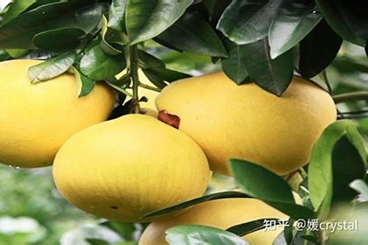 阆苑蜜柚保花保果与疏花疏果