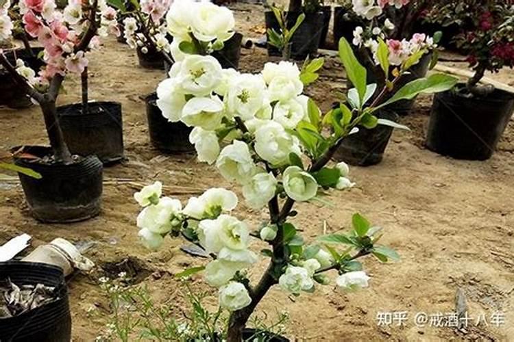 新栽的海棠花怎么养？