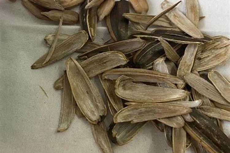 瓜子壳可以当肥料放花盆里吗