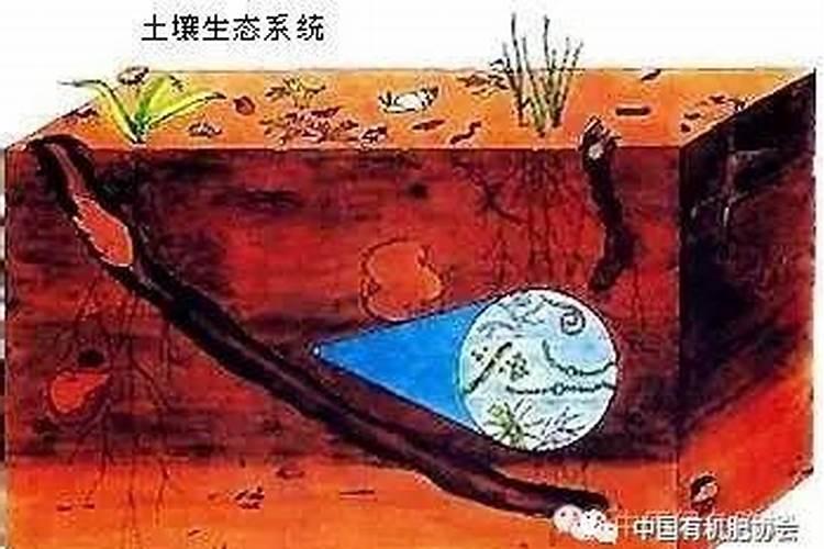 钾肥对植物的作用 钾肥对植物的作用促进哪部分生长