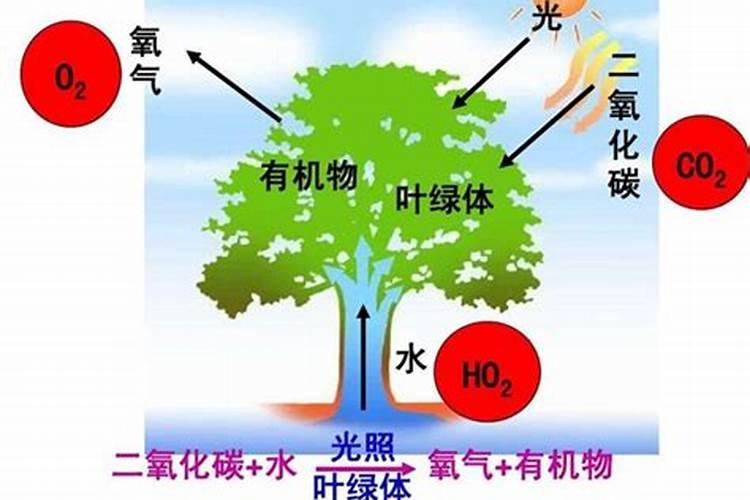 植物在什么阶段需要钾肥