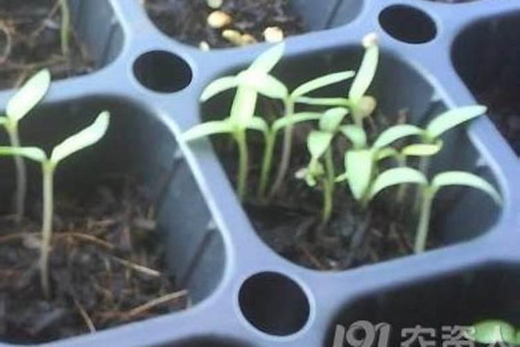 海藻肥的功效与作用