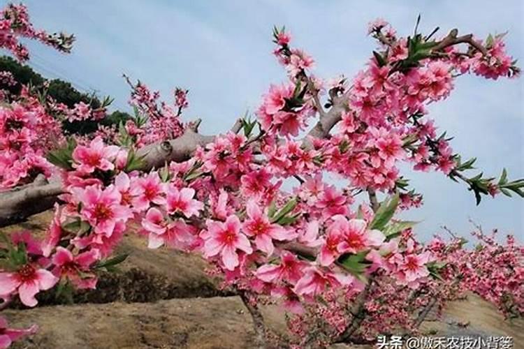 苹果树施肥最佳时间和方法及配方