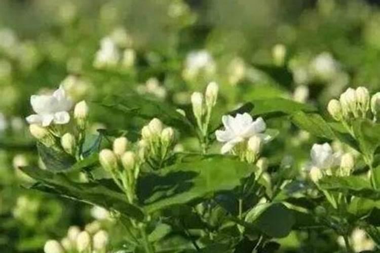 茉莉花可以用磷酸二氢钾吗