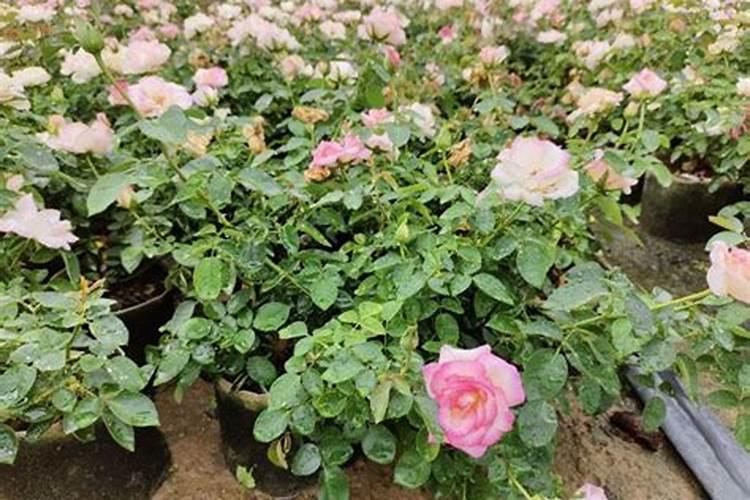 月季花施什么肥开花大
