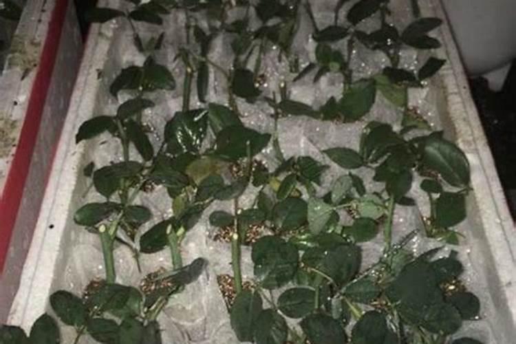 冬天能移栽芹菜泡沫箱里吗