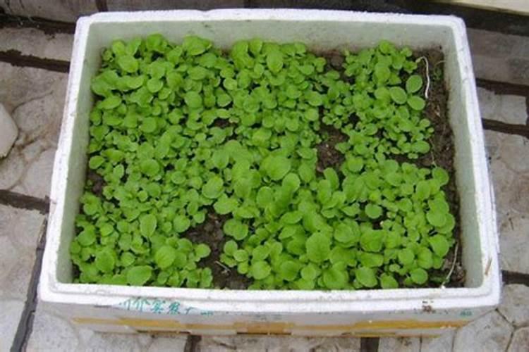 茄子育苗可以用泡沫箱吗？