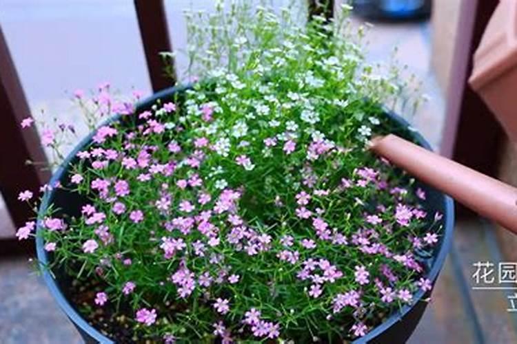 满天星施肥用什么肥料