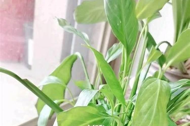 万年青需要什么肥料