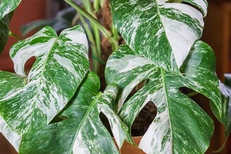 氨基酸作叶面肥对植物有何作用
