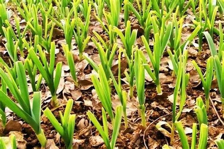 大蒜底肥最佳配方