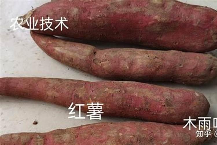 红薯施什么肥产量高