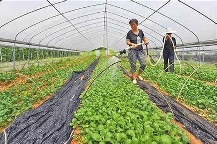 冬天大棚西红柿可以冲钙肥吗