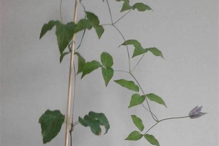 铁线莲花浇什么肥料合适