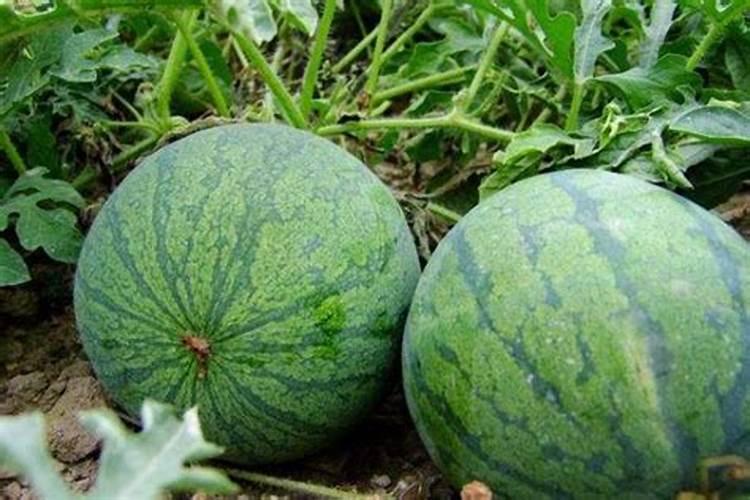 西瓜挂果期的时候需不需要下肥？下什么肥比较好？