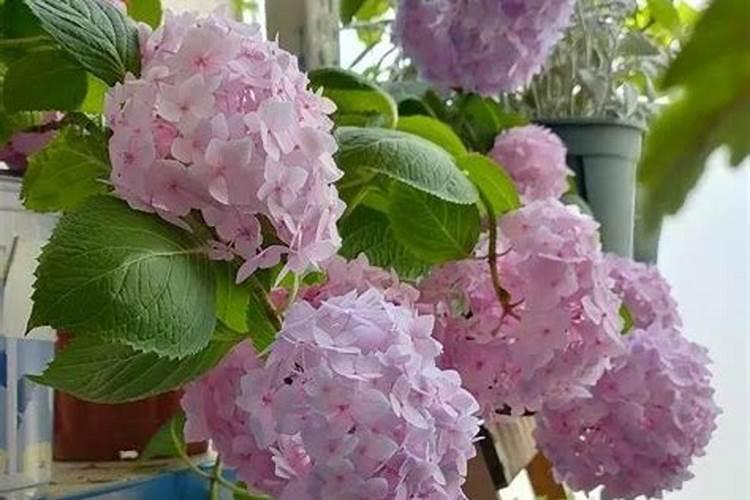 绣球花催花的正确方法