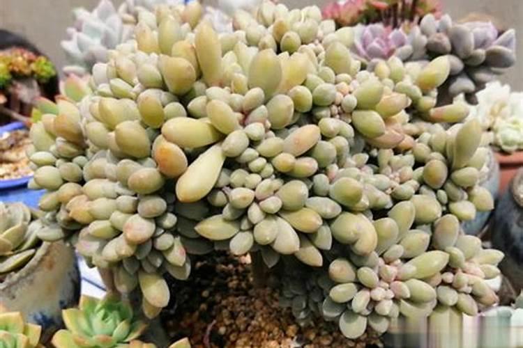 多肉植物如何养