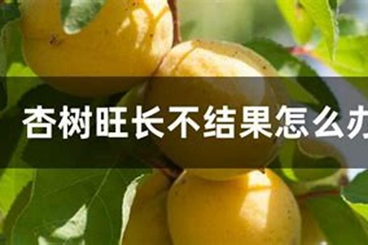 杏树为什么只开花不结果,4种方法让杏树果实产量翻倍