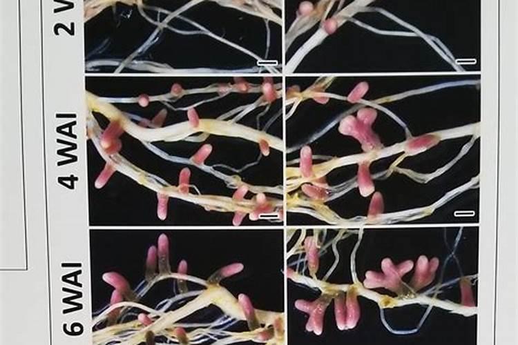豆科植物大多拥有固氮肥田