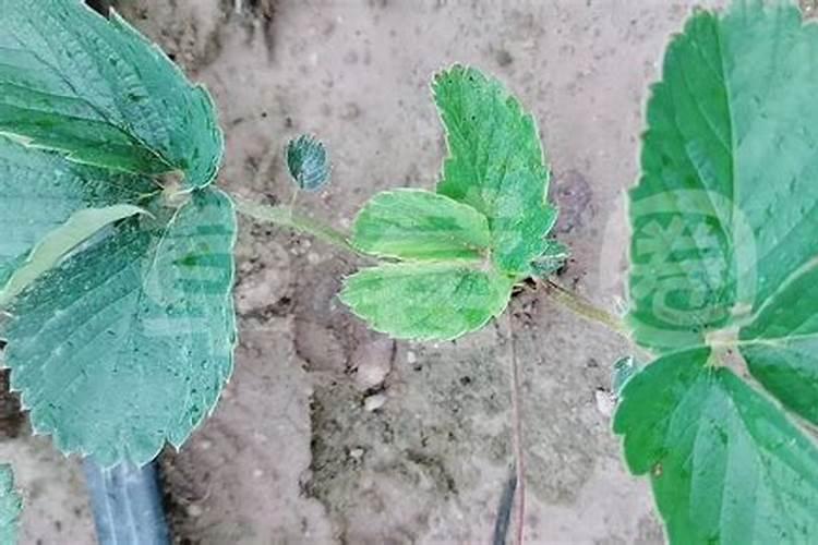 草莓不开花的原因是什么怎么解决