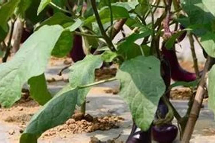 茄子需要施什么肥最好(茄子喜欢什么肥料结果多产量高)