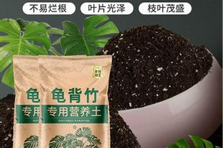 合果芋施什么肥？合果芋用这样的肥长的会更加旺盛啊!