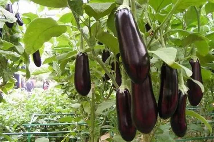 夏季茄子施肥讲究多