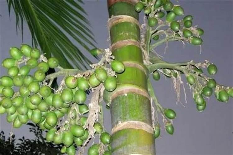 槟榔开花了可以放什么肥