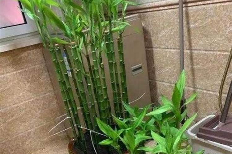 富贵竹怎么施肥