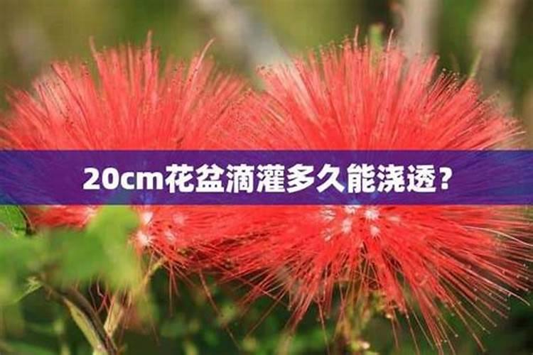 滴水浇灌技巧教程